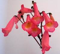 /album/fotogalerie-smithiantha/smithiantha-anni-jpg/